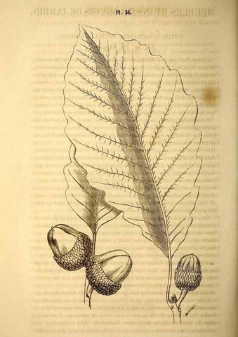 Reproducción/Reproduction 49268888518: Belgique horticole.. Liége.. 
