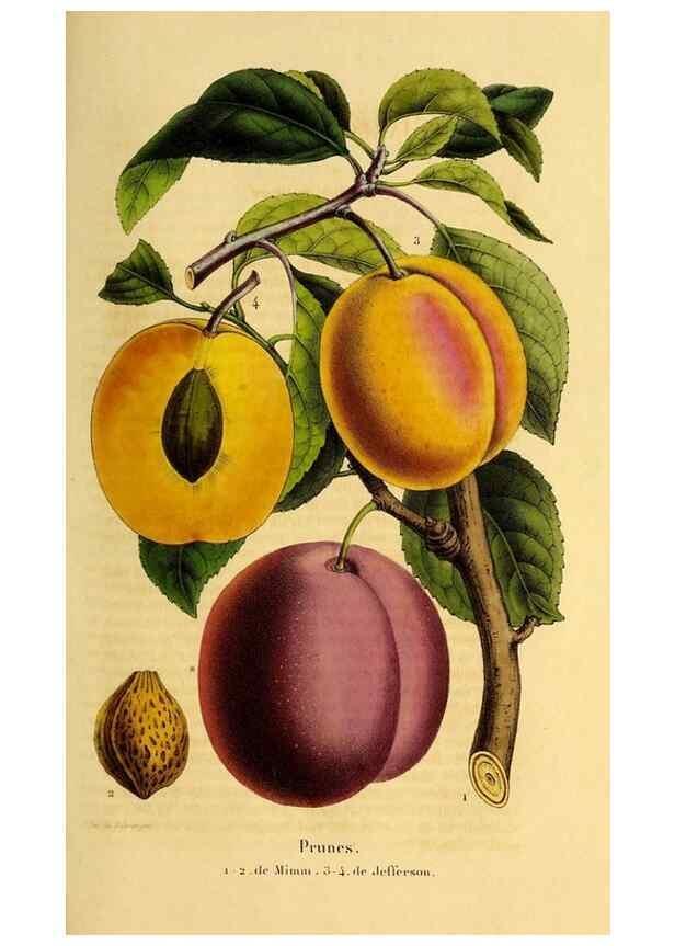 Reproducción/Reproduction 49269349331: Belgique horticole.. Liége.. 