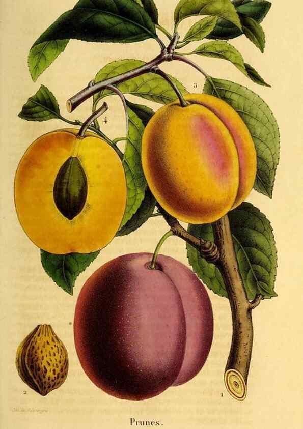 Reproducción/Reproduction 49269349331: Belgique horticole.. Liége.. 
