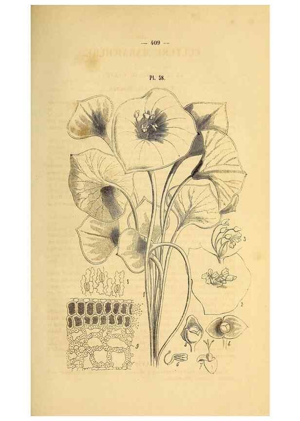 Reproducción/Reproduction 49269349671: Belgique horticole.. Liége.. 