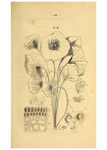 Reproducción/Reproduction 49269349671: Belgique horticole.. Liége.. 