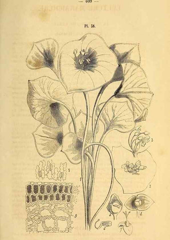 Reproducción/Reproduction 49269349671: Belgique horticole.. Liége.. 