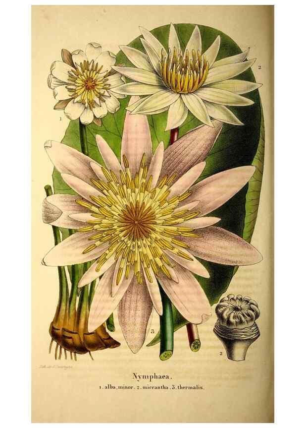 Reproducción/Reproduction 49269550202: Belgique horticole.. Liége.. 