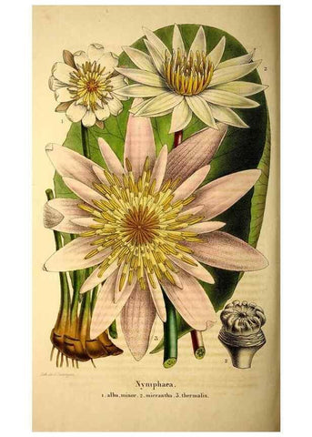 Reproducción/Reproduction 49269550202: Belgique horticole.. Liége.. 