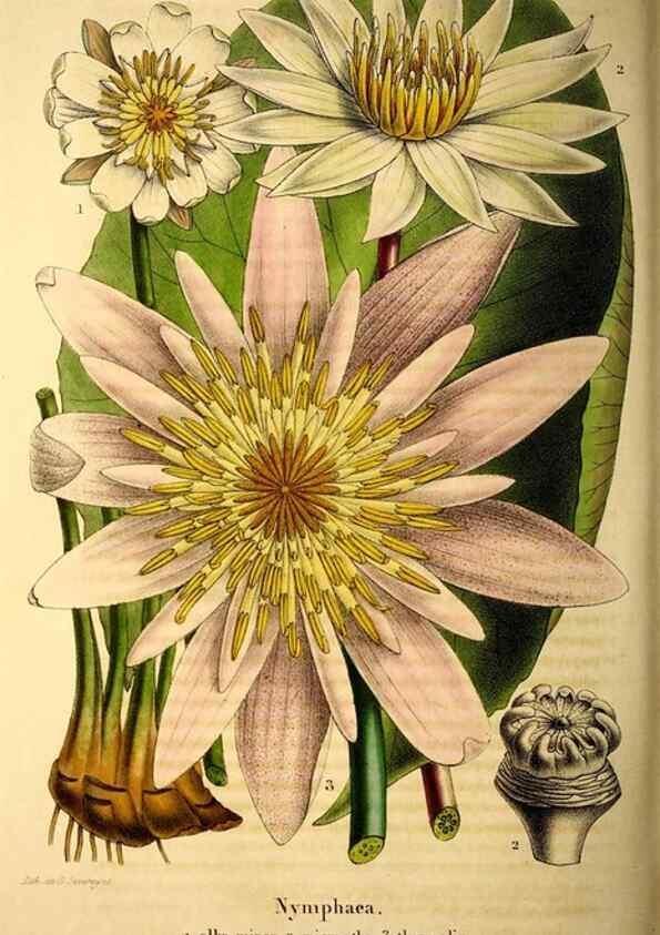 Reproducción/Reproduction 49269550202: Belgique horticole.. Liége.. 