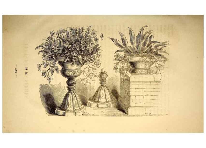 Reproducción/Reproduction 49268890328: Belgique horticole.. Liége.. 
