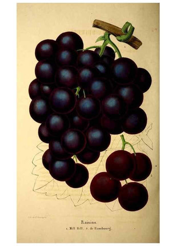 Reproducción/Reproduction 49269551472: Belgique horticole.. Liége.. 