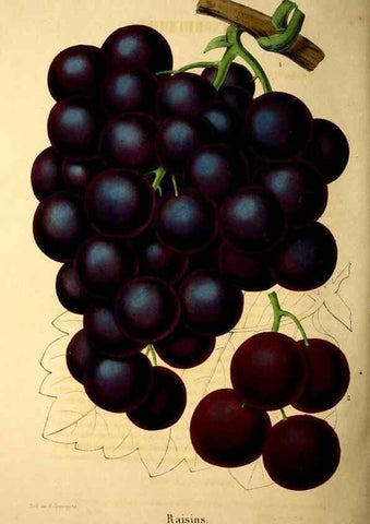 Reproducción/Reproduction 49269551472: Belgique horticole.. Liége.. 