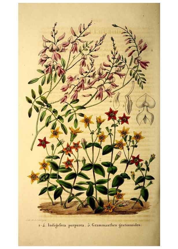 Reproducción/Reproduction 49269351706: Belgique horticole.. Liége.. 
