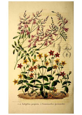 Reproducción/Reproduction 49269351706: Belgique horticole.. Liége.. 