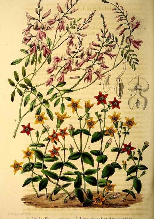 Reproducción/Reproduction 49269351706: Belgique horticole.. Liége.. 