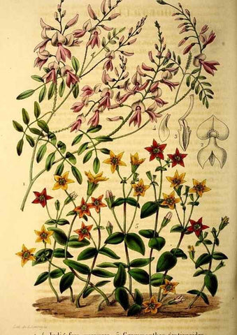 Reproducción/Reproduction 49269351706: Belgique horticole.. Liége.. 