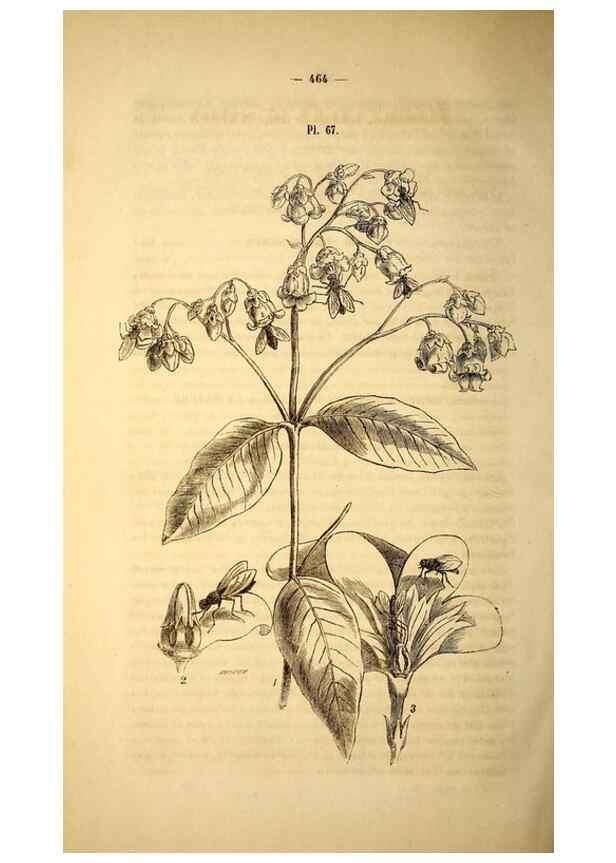 Reproducción/Reproduction 49268891163: Belgique horticole.. Liége.. 