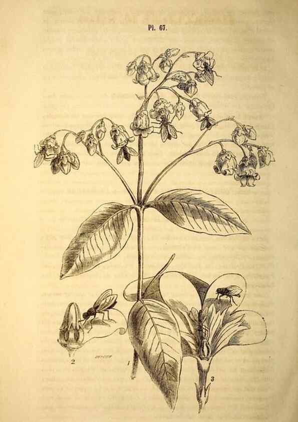 Reproducción/Reproduction 49268891163: Belgique horticole.. Liége.. 