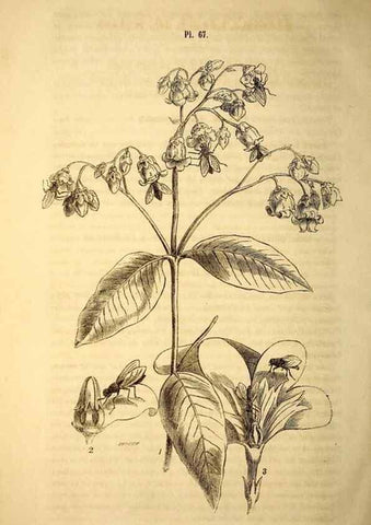 Reproducción/Reproduction 49268891163: Belgique horticole.. Liége.. 