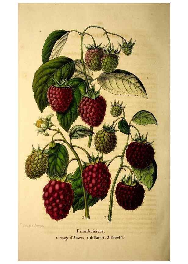 Reproducción/Reproduction 49269552162: Belgique horticole.. Liége.. 