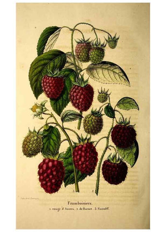Reproducción/Reproduction 49269552162: Belgique horticole.. Liége.. 