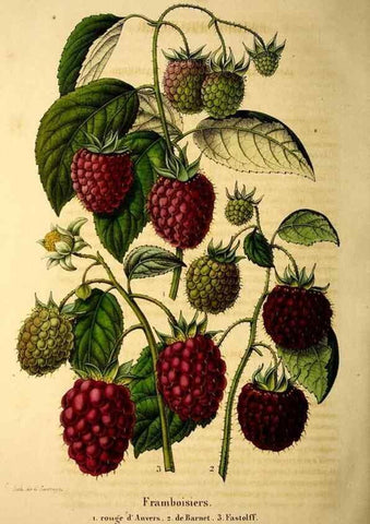 Reproducción/Reproduction 49269552162: Belgique horticole.. Liége.. 