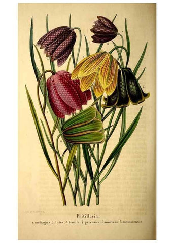 Reproducción/Reproduction 49269547307: Belgique horticole.. Liége.. 