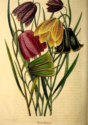 Reproducción/Reproduction 49269547307: Belgique horticole.. Liége.. 