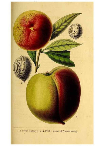 Reproducción/Reproduction 49269346586: Belgique horticole.. Liége.. 