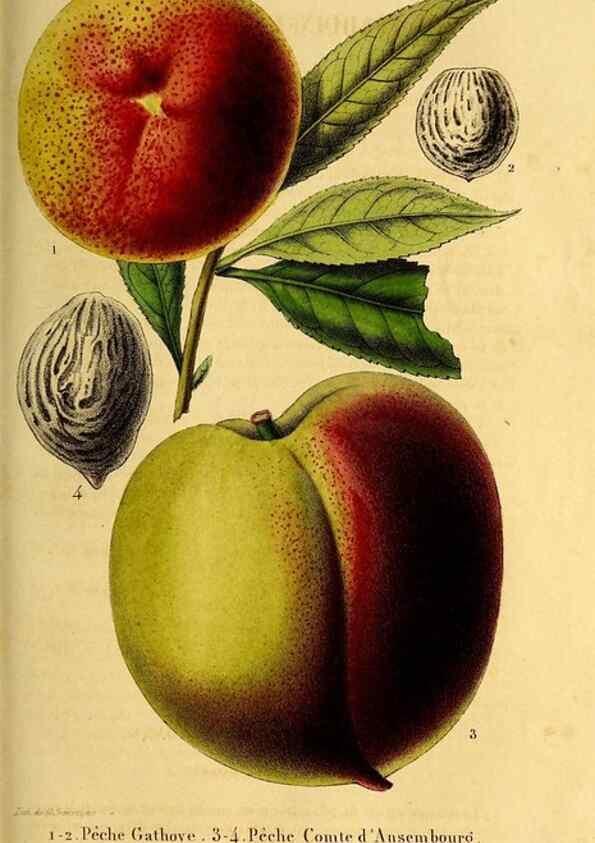 Reproducción/Reproduction 49269346586: Belgique horticole.. Liége.. 