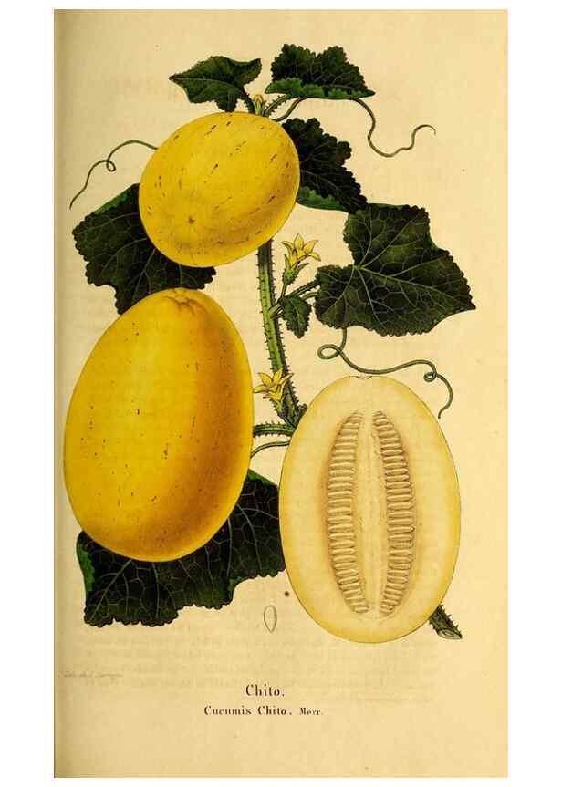 Reproducción/Reproduction 49269541912: Belgique horticole.. Liége.. 