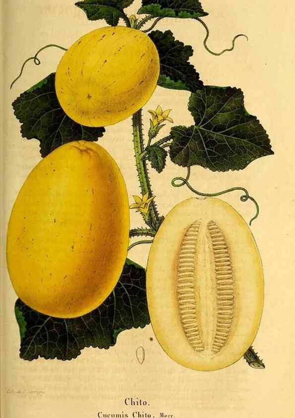 Reproducción/Reproduction 49269541912: Belgique horticole.. Liége.. 