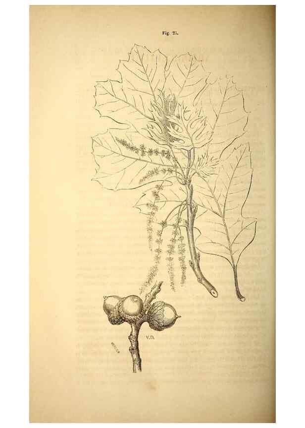Reproducción/Reproduction 49269341981: Belgique horticole.. Liége.. 