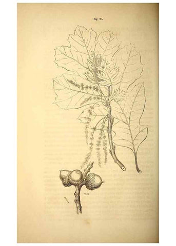 Reproducción/Reproduction 49269341981: Belgique horticole.. Liége.. 