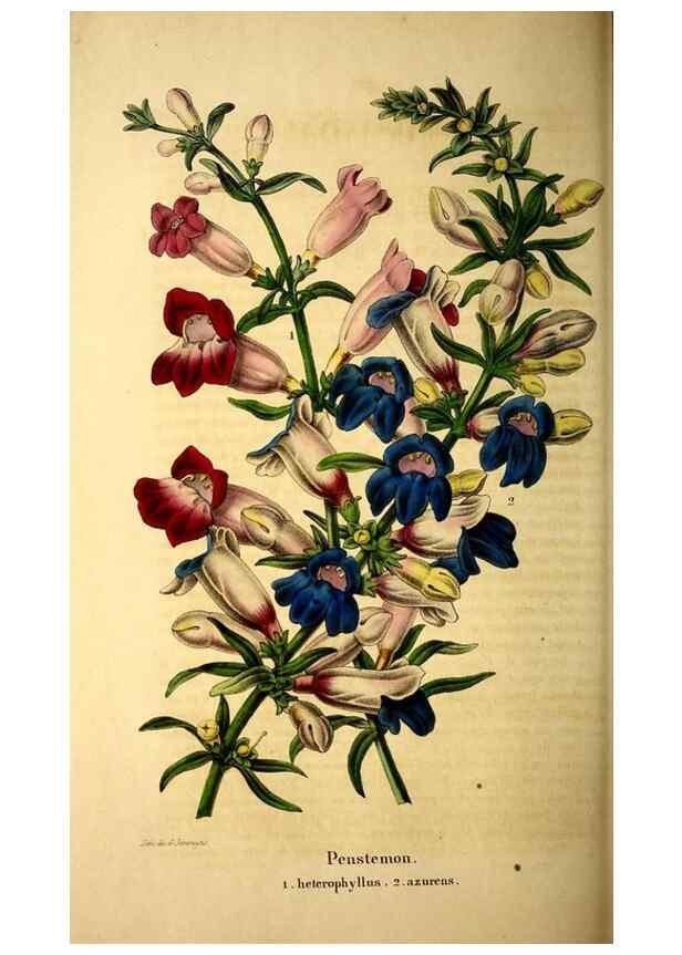 Reproducción/Reproduction 49268881783: Belgique horticole.. Liége.. 