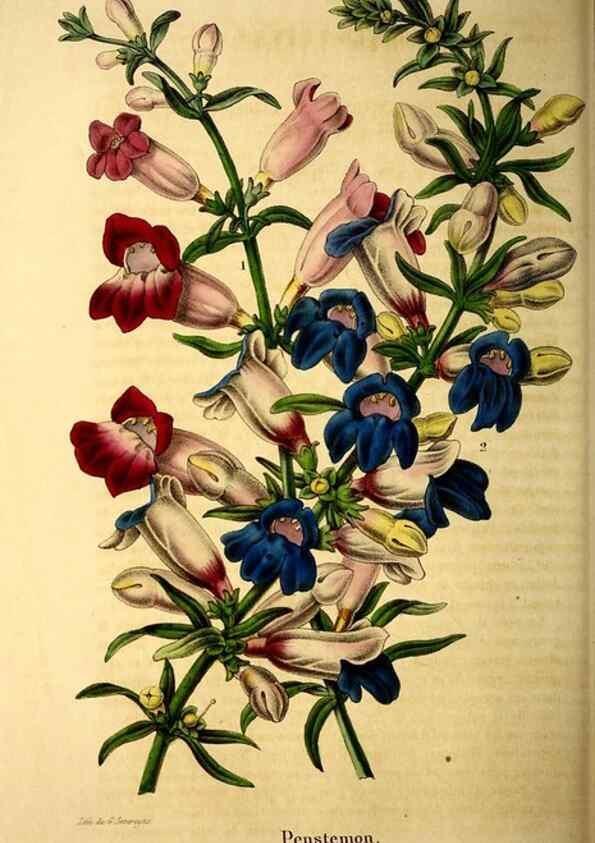 Reproducción/Reproduction 49268881783: Belgique horticole.. Liége.. 