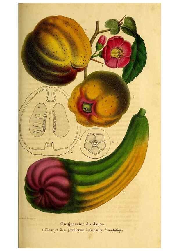 Reproducción/Reproduction 49269342806: Belgique horticole.. Liége.. 