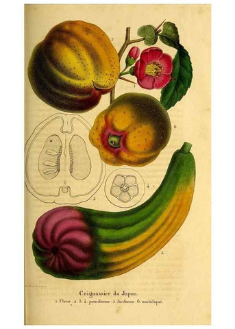 Reproducción/Reproduction 49269342806: Belgique horticole.. Liége.. 
