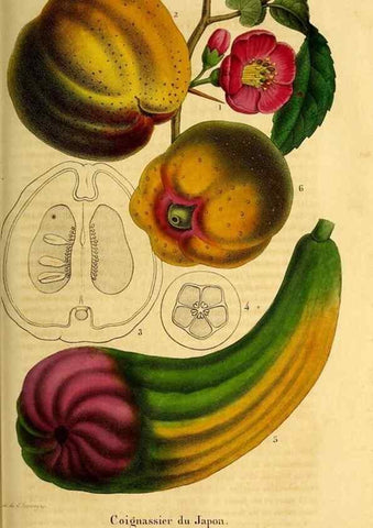 Reproducción/Reproduction 49269342806: Belgique horticole.. Liége.. 