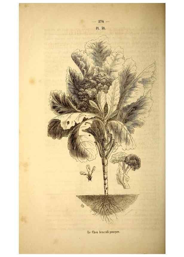 Reproducción/Reproduction 49269543587: Belgique horticole.. Liége.. 