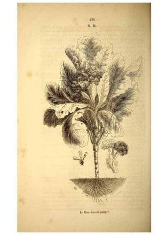 Reproducción/Reproduction 49269543587: Belgique horticole.. Liége.. 