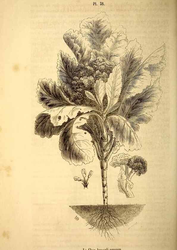 Reproducción/Reproduction 49269543587: Belgique horticole.. Liége.. 