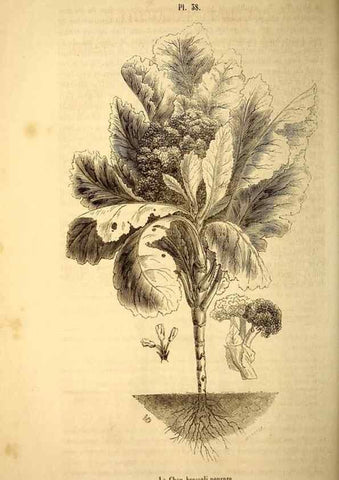 Reproducción/Reproduction 49269543587: Belgique horticole.. Liége.. 
