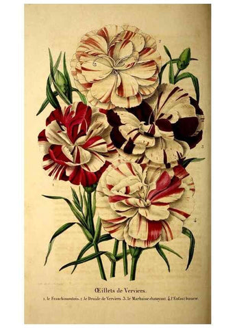 Reproducción/Reproduction 49269343451: Belgique horticole.. Liége.. 