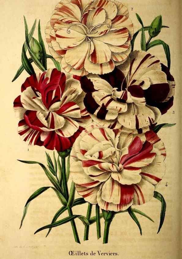 Reproducción/Reproduction 49269343451: Belgique horticole.. Liége.. 