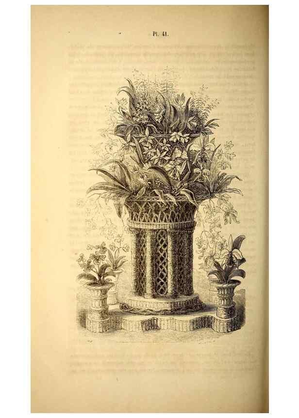 Reproducción/Reproduction 49269344101: Belgique horticole.. Liége.. 