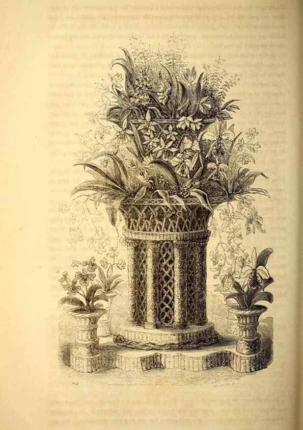 Reproducción/Reproduction 49269344101: Belgique horticole.. Liége.. 