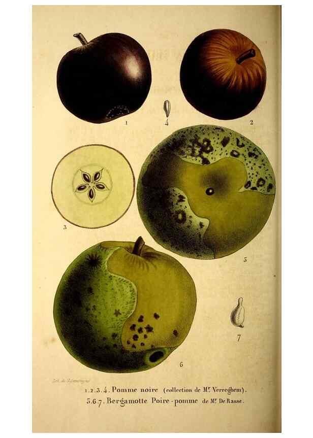 Reproducción/Reproduction 49269344581: Belgique horticole.. Liége.. 
