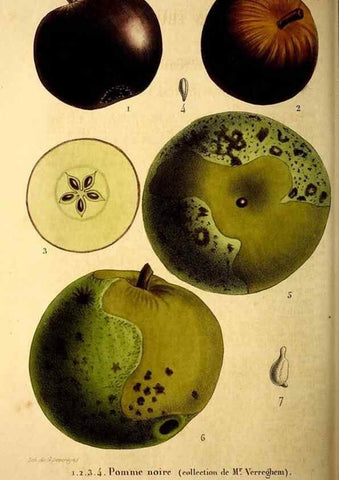 Reproducción/Reproduction 49269344581: Belgique horticole.. Liége.. 