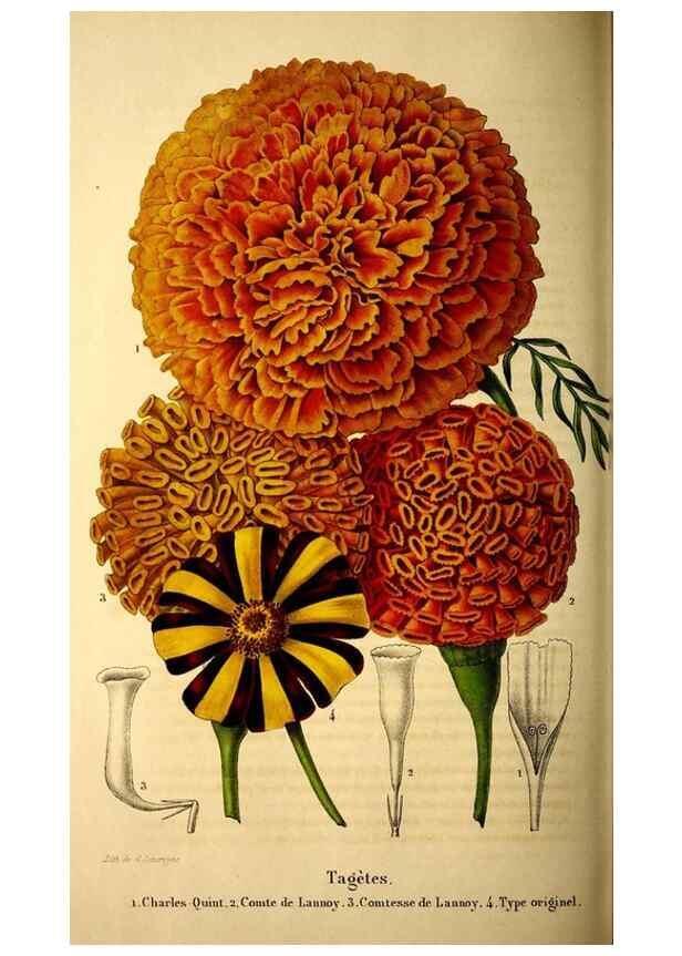 Reproducción/Reproduction 49269344856: Belgique horticole.. Liége.. 