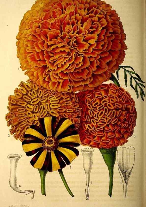 Reproducción/Reproduction 49269344856: Belgique horticole.. Liége.. 
