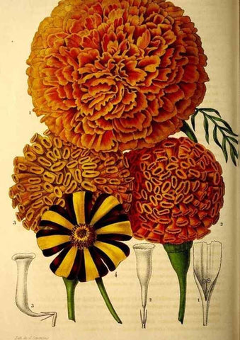 Reproducción/Reproduction 49269344856: Belgique horticole.. Liége.. 