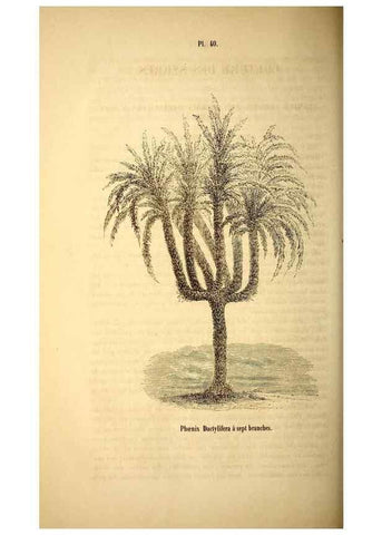 Reproducción/Reproduction 49269544077: Belgique horticole.. Liége.. 
