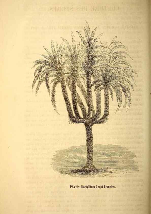 Reproducción/Reproduction 49269544077: Belgique horticole.. Liége.. 